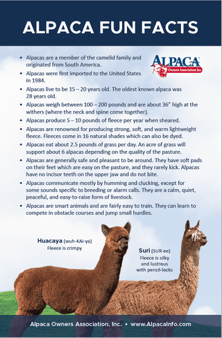 Alpaca Fun Facts