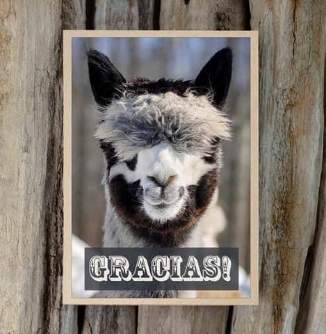 Alpaca Greeting Card - Gracias - Purely Alpaca