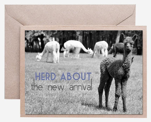 Alpaca Greeting Card - Herd About the New Arrival - Purely Alpaca