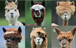 Alpaca Hair Poster - Purely Alpaca