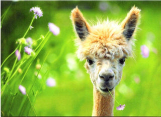 Avanti Alpaca Greeting Card - Meadow - Purely Alpaca
