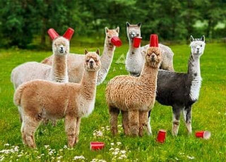 Avanti Alpaca Greeting Card - Six-Paca - Purely Alpaca
