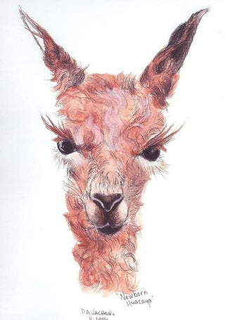 Newborn Alpaca Greeting Card by Dee - Purely Alpaca