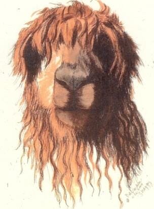 Shaggy Watercolor Alpaca Art Print - Purely Alpaca