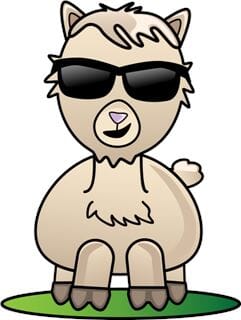 Alpaca Summer - Purely Alpaca