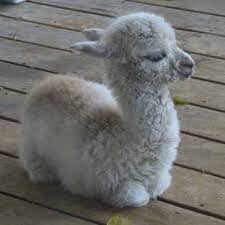 Cute Alpaca - Purely Alpaca