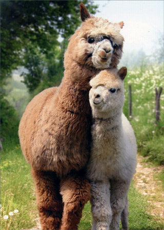 Mother's Day - Purely Alpaca