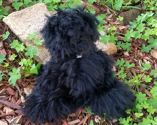 12inchSuriBear_black-12" Suri Alpaca Teddy Bears