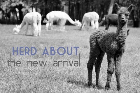 Alpaca Greeting Card - Herd About the New Arrival - Purely Alpaca