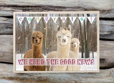 Alpaca Greeting Card - We Herd the Good News - Purely Alpaca