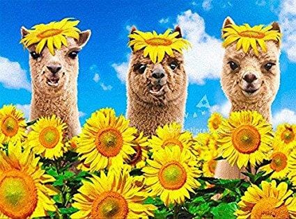 Avanti Alpaca Greeting Card - Happy Sunny, Funny Birthday - Purely Alpaca