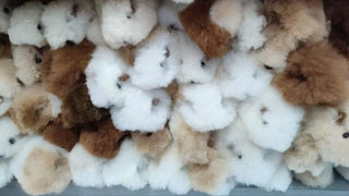 Fur Alpaca Guinea Pig ("Cuy") - Choice Alpaca Products-7inch_alpaca_cuy