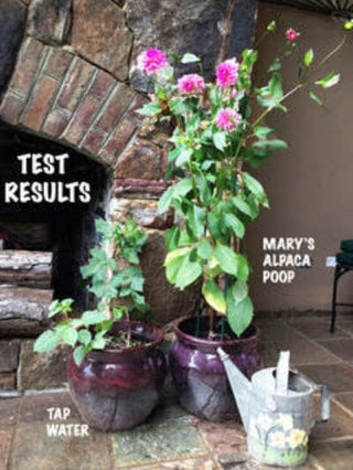Mary's Amazing Alpaca POOP Plant Fertilizer - Purely Alpaca