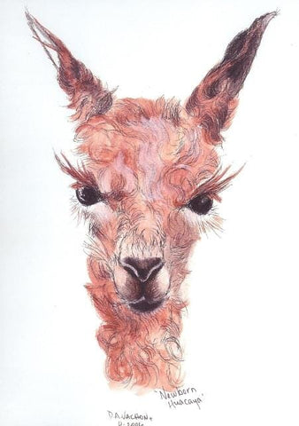 Newborn Alpaca Print - Purely Alpaca