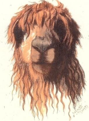 DVShaggy-Shaggy Watercolor Alpaca Art Print